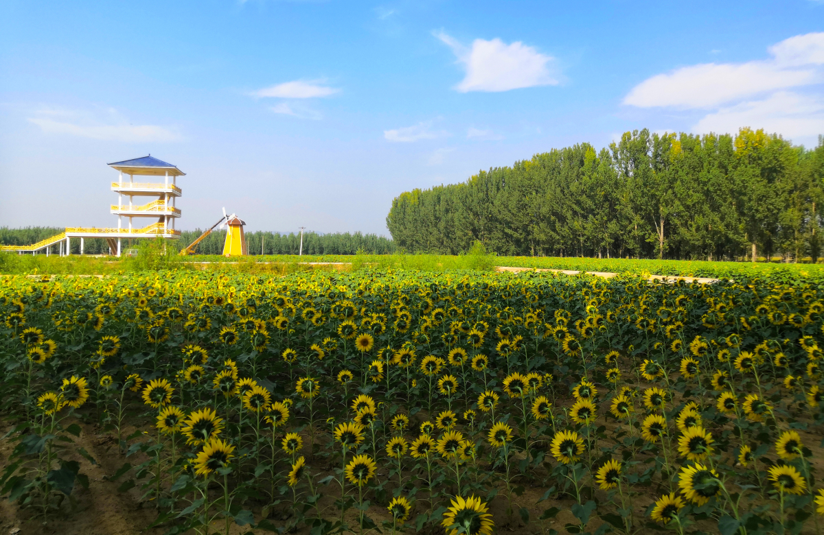 �������ҵĴ��81�� | �ӱ�ʡ��ɽ��ɳ������ɳ���Ӵ壺��ߗǿ�Ҹ���